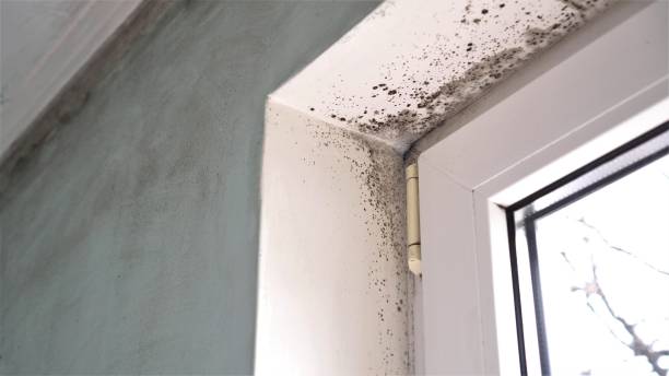 Best Certified Mold Removal  in Rossmoyne, OH