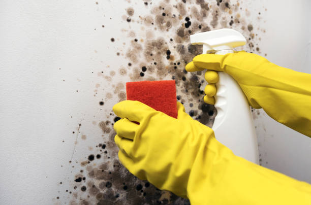 Best Best Mold Removal Companies  in Rossmoyne, OH