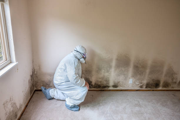 Best Attic Mold Removal  in Rossmoyne, OH