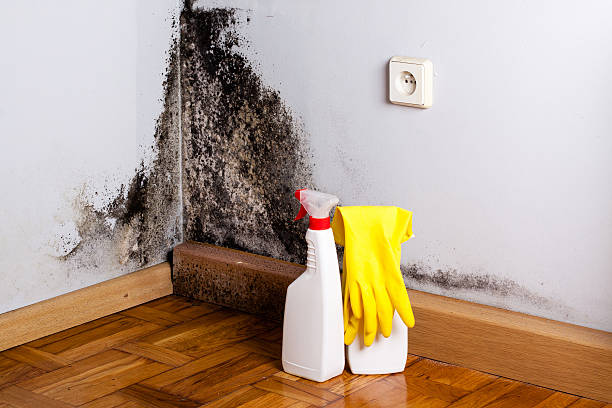 Best Mold Damage Repair  in Rossmoyne, OH