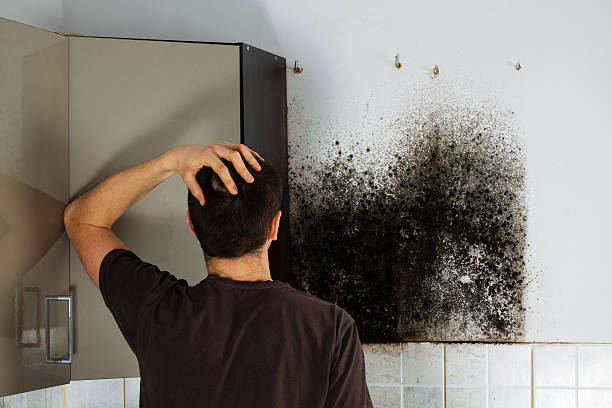 Best Local Mold Removal Service  in Rossmoyne, OH